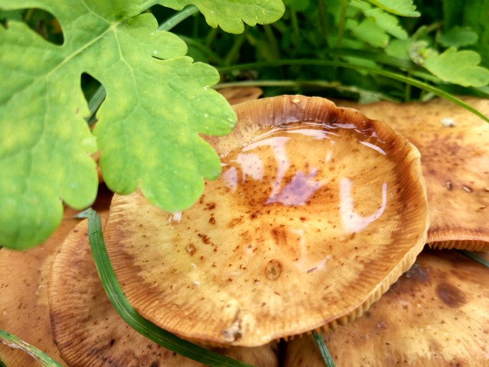 Mushrooms - Autumn, Mushrooms, My, Longpost