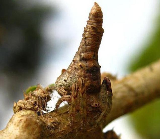 Spiders are good at cosplay. - My, Spider, Mimicry, Disguise, Longpost