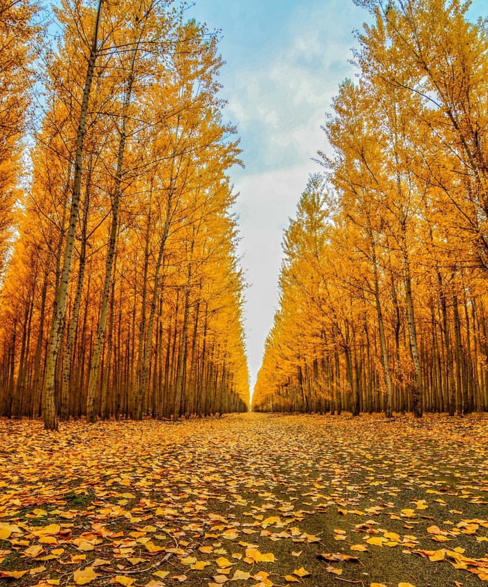 Золотая Осень...