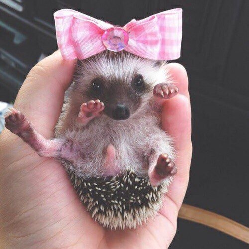 pink hedgehogs - My, , , Milota, Hedgehog