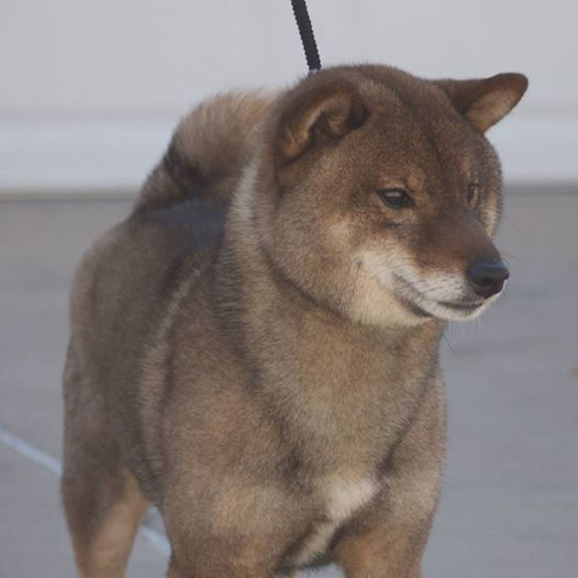 Shiba inu colors. - My, Shiba Inu, Dog, , Japan, Breed, Interesting, Longpost