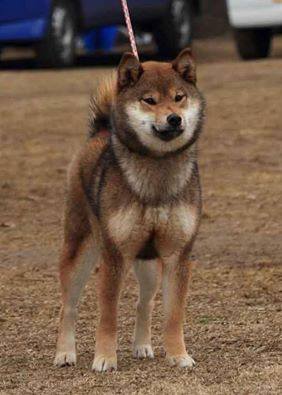 Shiba inu colors. - My, Shiba Inu, Dog, , Japan, Breed, Interesting, Longpost