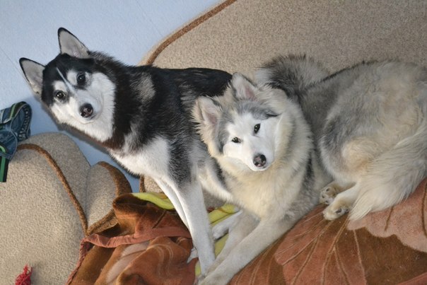 Хаски много не бывает - Моё, Хаски, Сибирский хаски, Siberian husky, Husky, Хаски - такие хаски, Длиннопост, Собака