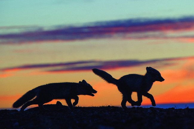 Evening mischief ^^ - Fox, Arctic fox, Wrangel Island, Sunset, Games