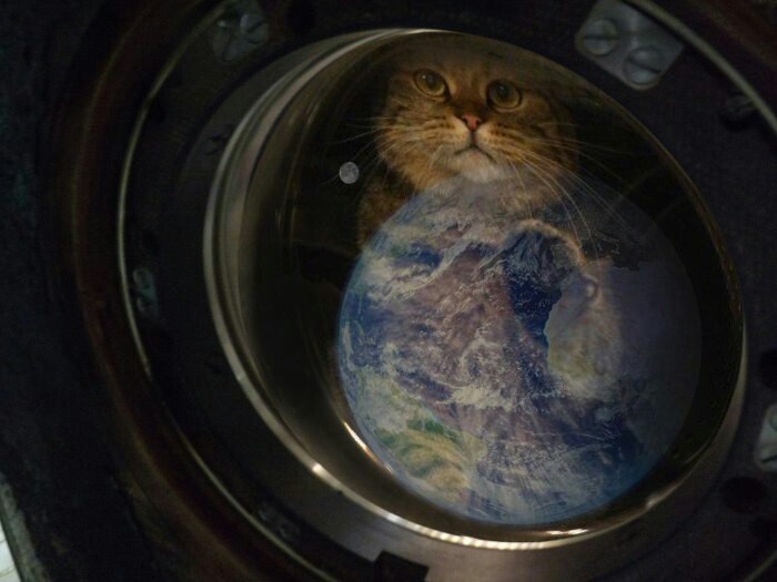 distant land - My, , Porthole, cat