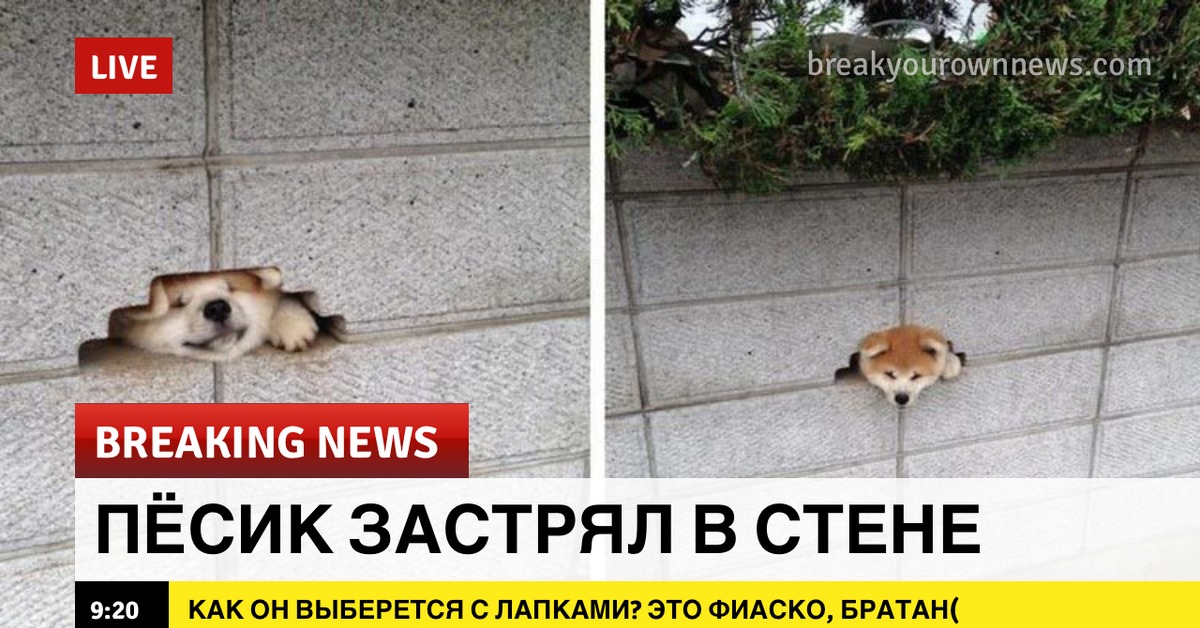 Застряла в стене. Срочные новости Мем. Breaking News мемы. Breaking News мемы с животными. Брекин Ньюс.