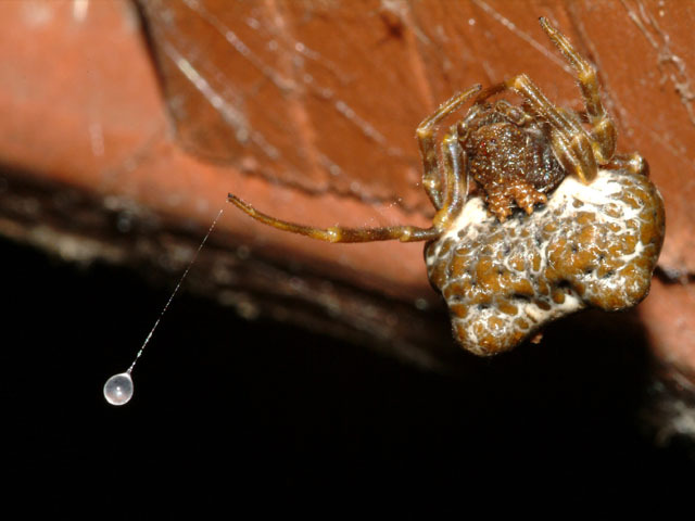 Spiders can cosplay, #2. - My, Spider, Arachnophobia, Video, Mimicry, Longpost