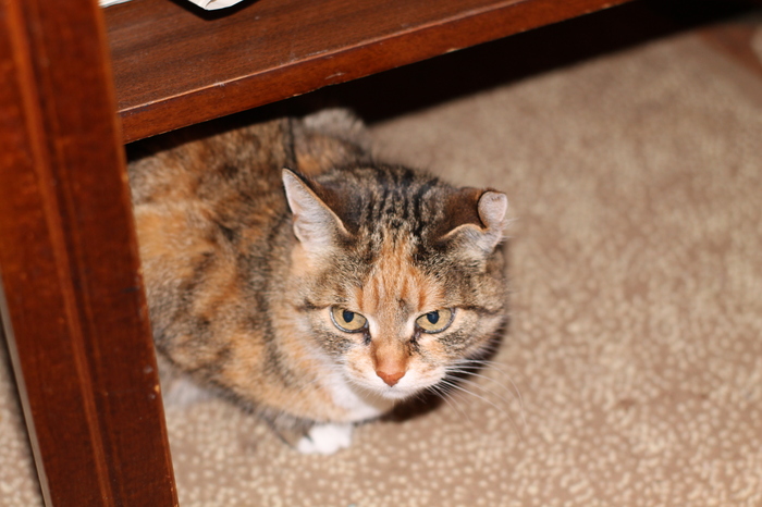 Testing a purchased lens - My, Beginning photographer, , cat