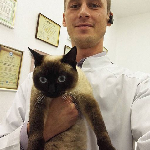 And again, the cats at the vet's appointment - cat, Vet, Longpost, The photo