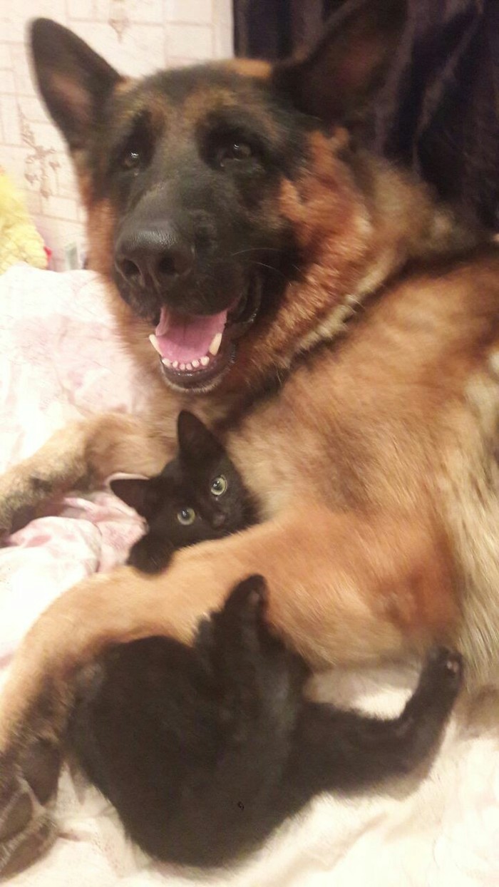 This is how they ask for food - Cubes, Sheepdog, cat, My