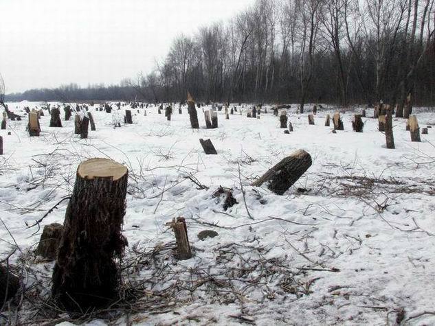 Attack of the Dead Lumberjacks! - news, Forest belt, Tver region, Ministry of Truth, Longpost