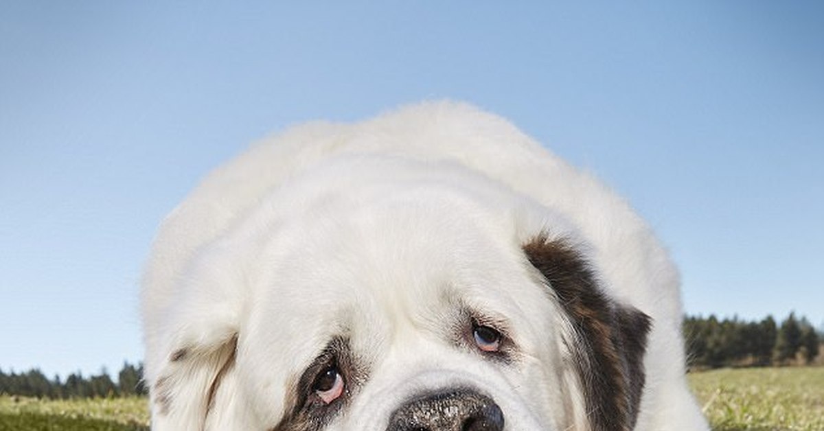 добрый мир собаки. золотистый ретривер нянька. тибетский сенбернар. терьер няньки американский стаффордширский. лабрадор большая собака.