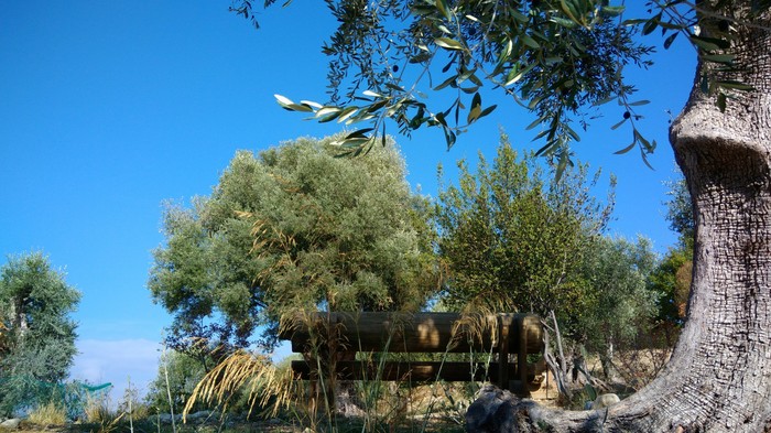 Thousand-year-old olive in the distance... - Russian poetry, Nice, Nature, Today, Tyutchev, Poems, , Fedor Tyutchev, Privacy