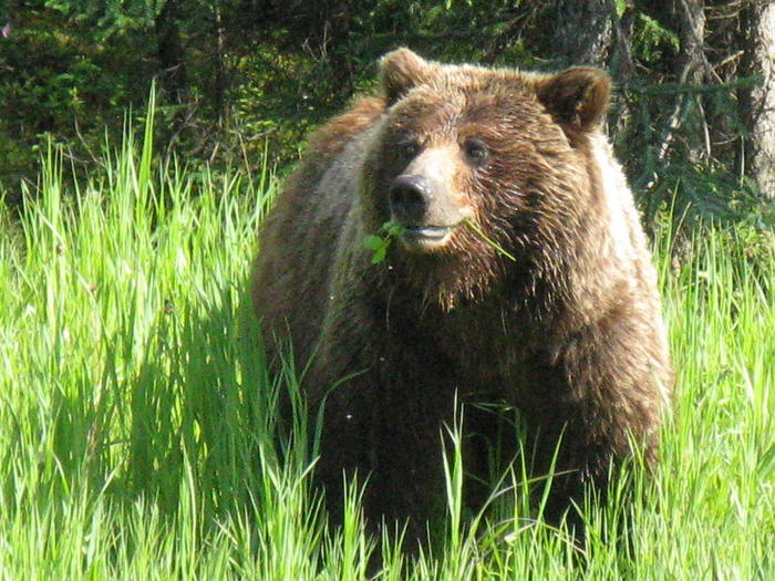 They say a vegan diet is very healthy - My, The Bears, , Herbivores