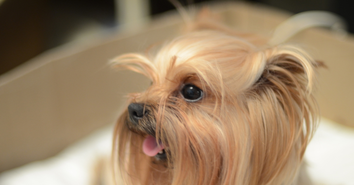 молоко йорку. йорк в молоке. молоко йорку. корм йорк в руках. йоркширский терьер беби фейс.