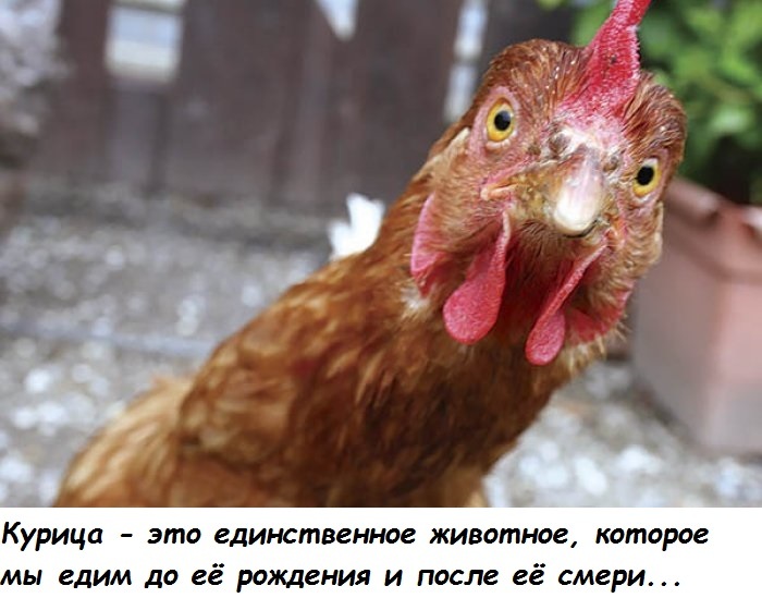 Interesting fact - Egg or chicken?, Philosophy, Picture with text