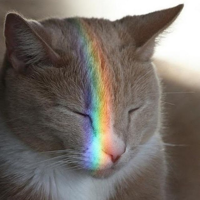 Just the words hit the mood... - Not mine, Just, Mood, cat, Rainbow