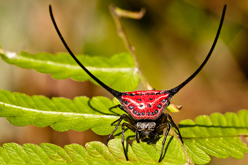 Horns and spikes. - My, Spider, Arachnophobia, Horns, Thorns, Longpost