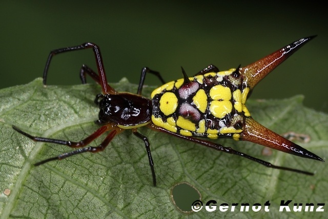 Horns and spikes. - My, Spider, Arachnophobia, Horns, Thorns, Longpost