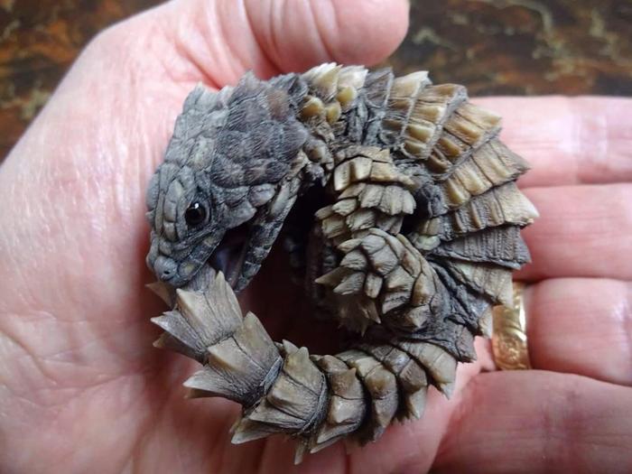 This Belttail Hatchling Looks Like a Mini Dragon - The Dragon, Belttail, Toddlers, Hand, Children