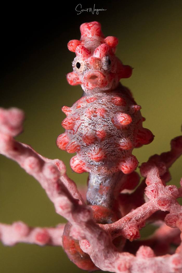 Hippocampus bargibanti