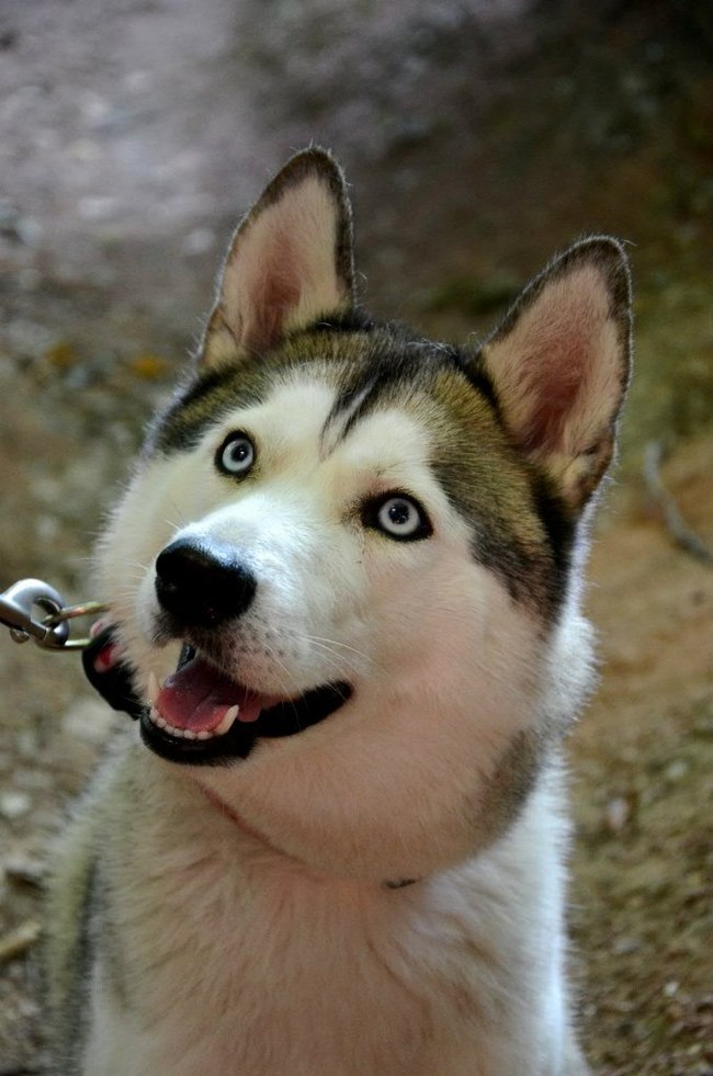 Siberian Husky Kira) - My, Husky, Dog, , The photo, Animals, Pet, Crimea, Pets