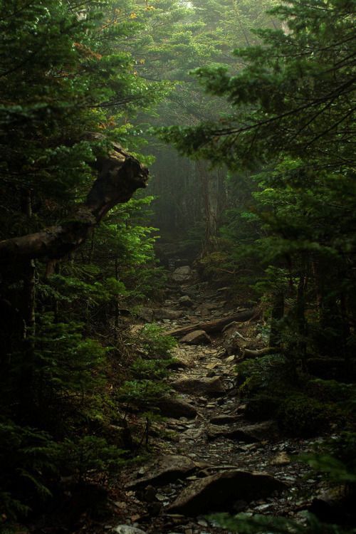 Path among the trees - The photo, Nature, beauty, Forest, Tag