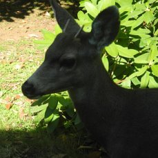 Deer. - My, Deer, , Animals, Deer, Fawn