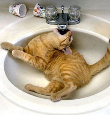 When you're stoned and don't remember turning off the faucet - Peekaboo, Posts on Peekaboo, cat, Smoky, Sink, Drugs, Images, Water