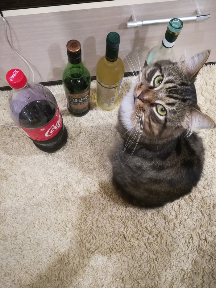 What, no more vodka? - My, cat, Alcohol, Whiskey, Choice