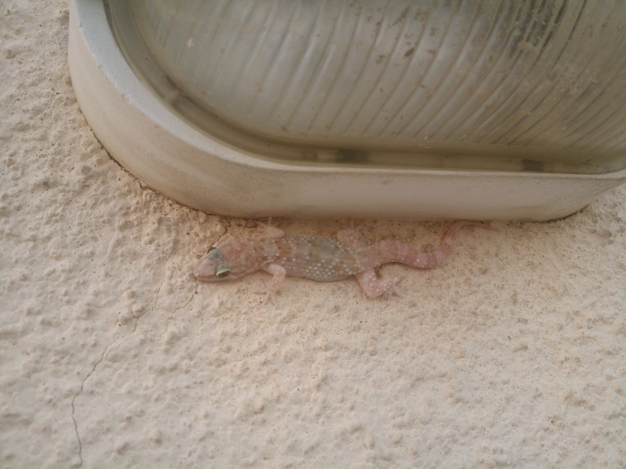 Загадочную рептилию вам в ленту