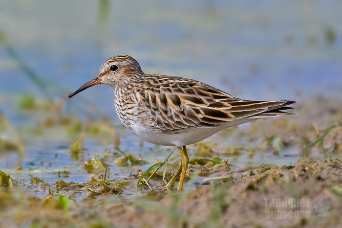 wakefulness record - My, Record, Birds, Puffers, Volosovo, Longpost