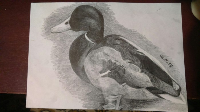 Drake - Drawing, My, Duck, Drake, Pencil