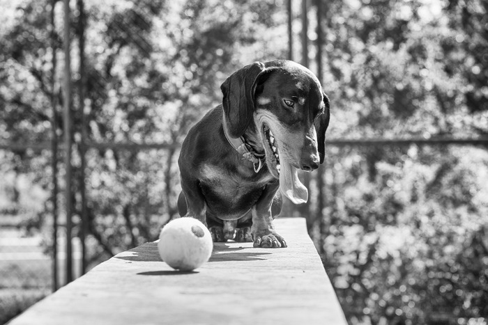 Summer Taxi - My, Summer, Dog, Heat, Ball game, Fatigue, Nikon