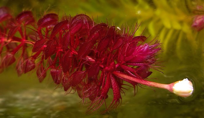 Альдрованда пузырчатая (Aldrovanda vesiculosa)