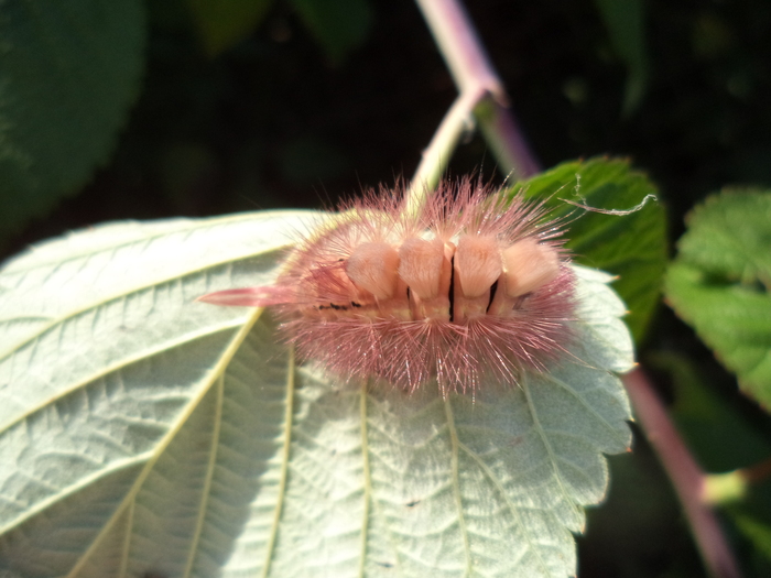 Whose caterpillars? - My, Caterpillar, What's this?