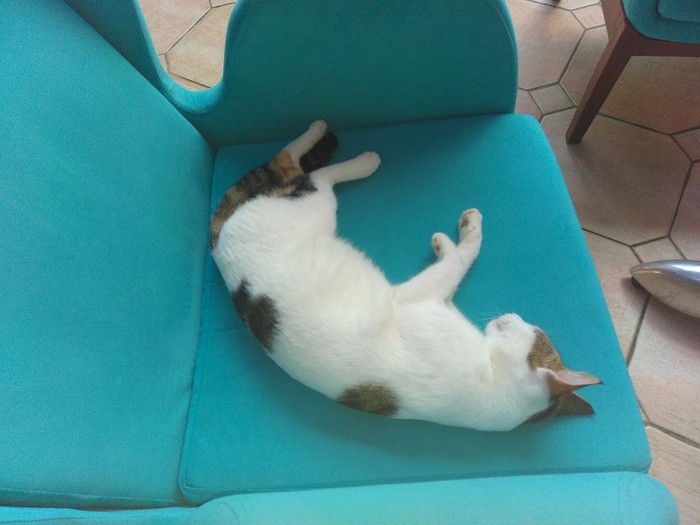 Turkish cat sleeps sweetly! - Catomafia, cat, My, Tags are clearly not mine, Photo on sneaker