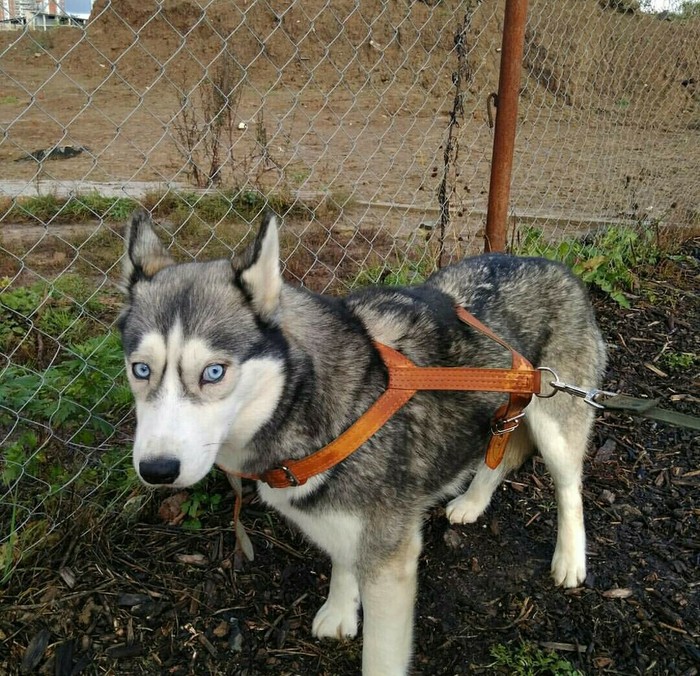 Who lost the dog? - My, Help, Dog, Found a dog, Husky, Moscow