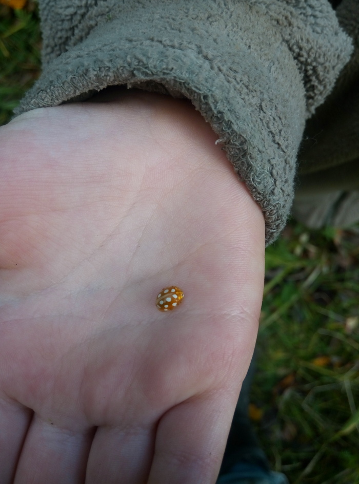 This is the ladybug we found - My, ladybug, Insects