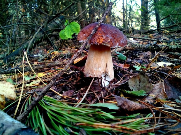 Season-ending mushrooms! - My, Longpost, Silent hunt, Nature, Mushrooms