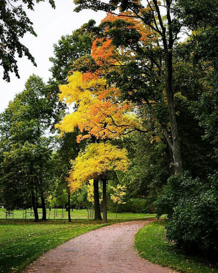 Autumn in the Peterhof park Alexandria - Autumn, Peterhof, The park, Alexandria Park, Longpost