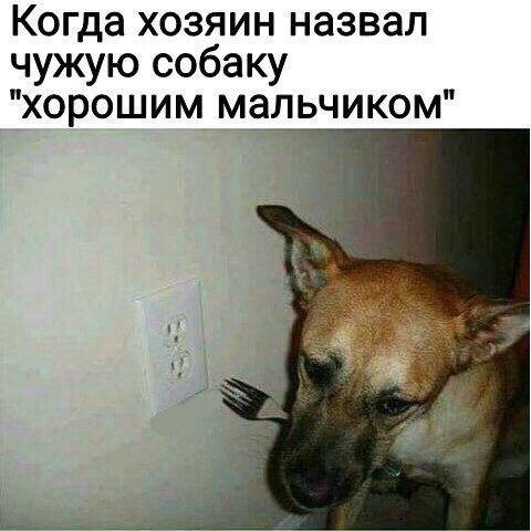 Desperate move) - Power socket, Dog, Master, Treason