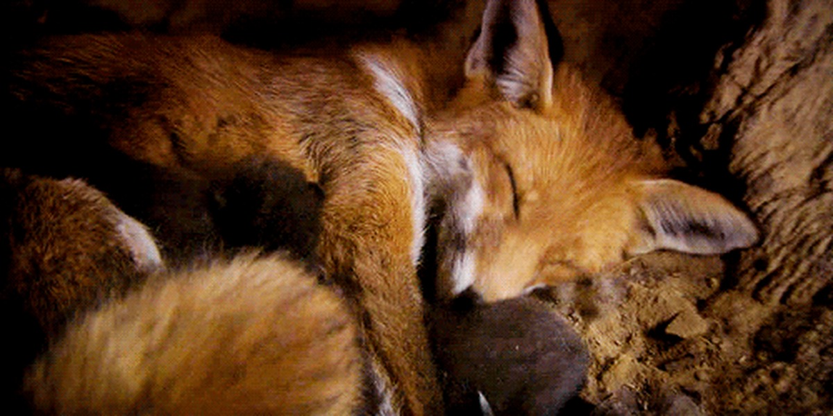 Fox gif. Лисенок спит. Лисичка спит. Лиса спит в норе. Лиса спит гиф.