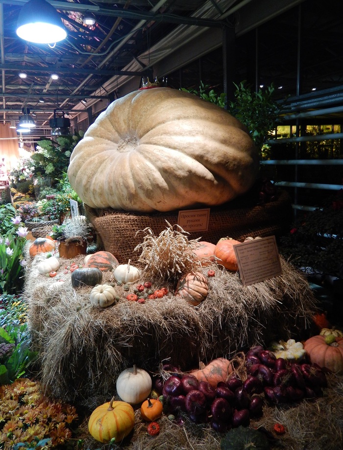 Russia's largest 437-kilogram pumpkin at an exhibition in the Aptekarsky Ogorod in Moscow - My, Moscow, Apothecary Garden, The photo, Pumpkin, Record, Nichosi, Exhibition, Plants