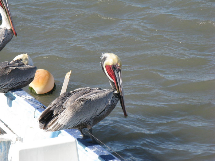 mexican pelican - My, Mexico, , Birds, , Pelican