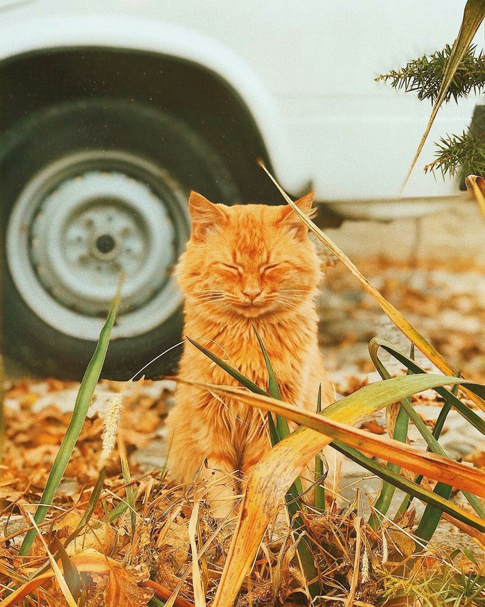 ����� ����.