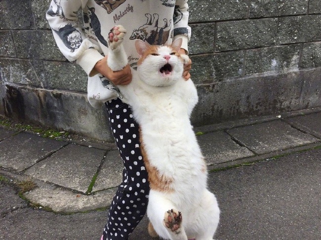 Let me go, I will drag him - cat, Atputi