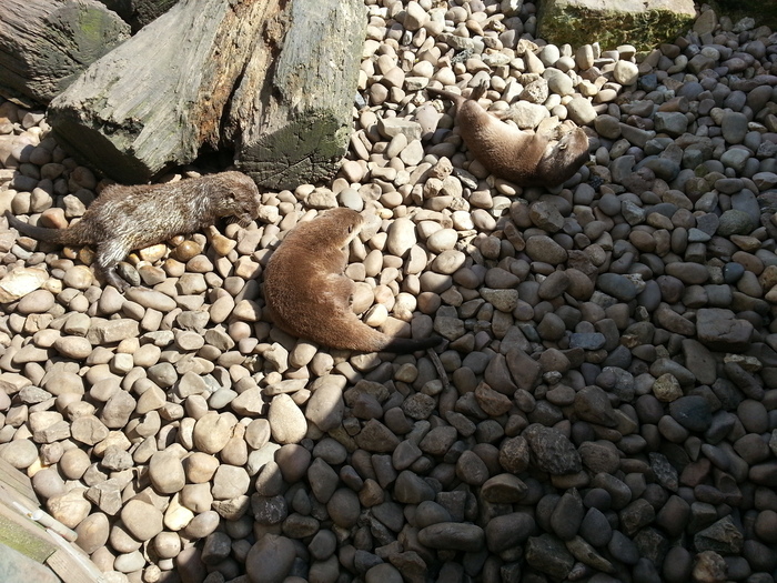 Juggler - My, Otter, Juggling, Zoo, England, , GIF