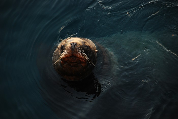 Sea lion - My, Sea lions, Kamchatka, Nature