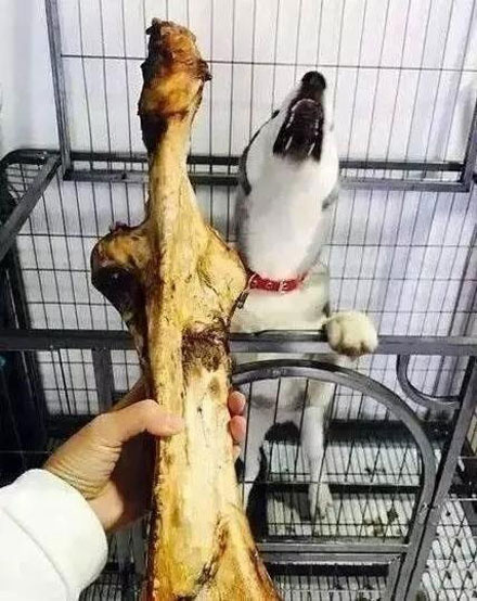 Bone - Dog, Bones